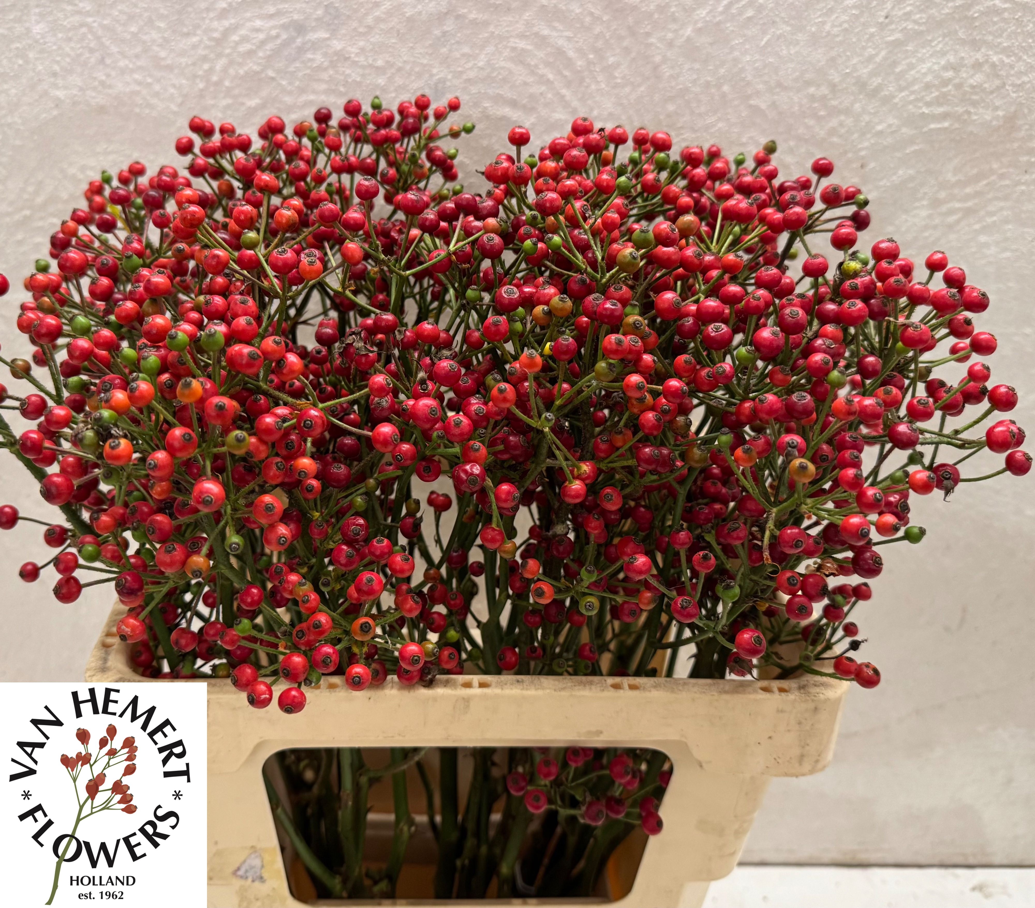 Rosa Red Pearl Hipho 60cm