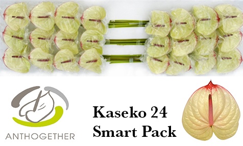 Anth A Kaseko