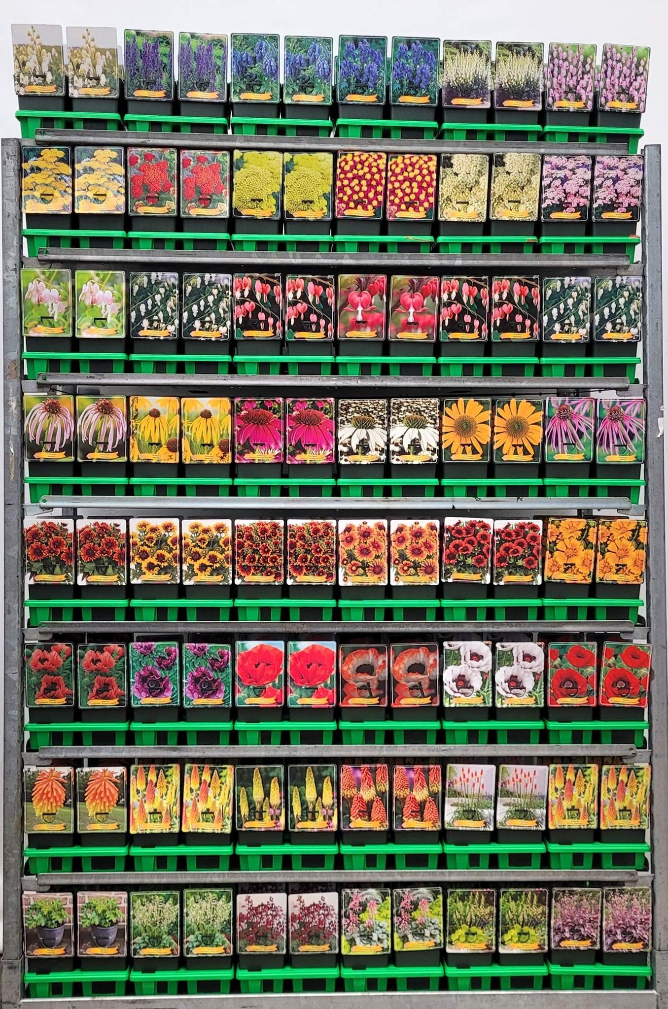 Picture of Vaste planten Mix CC P11