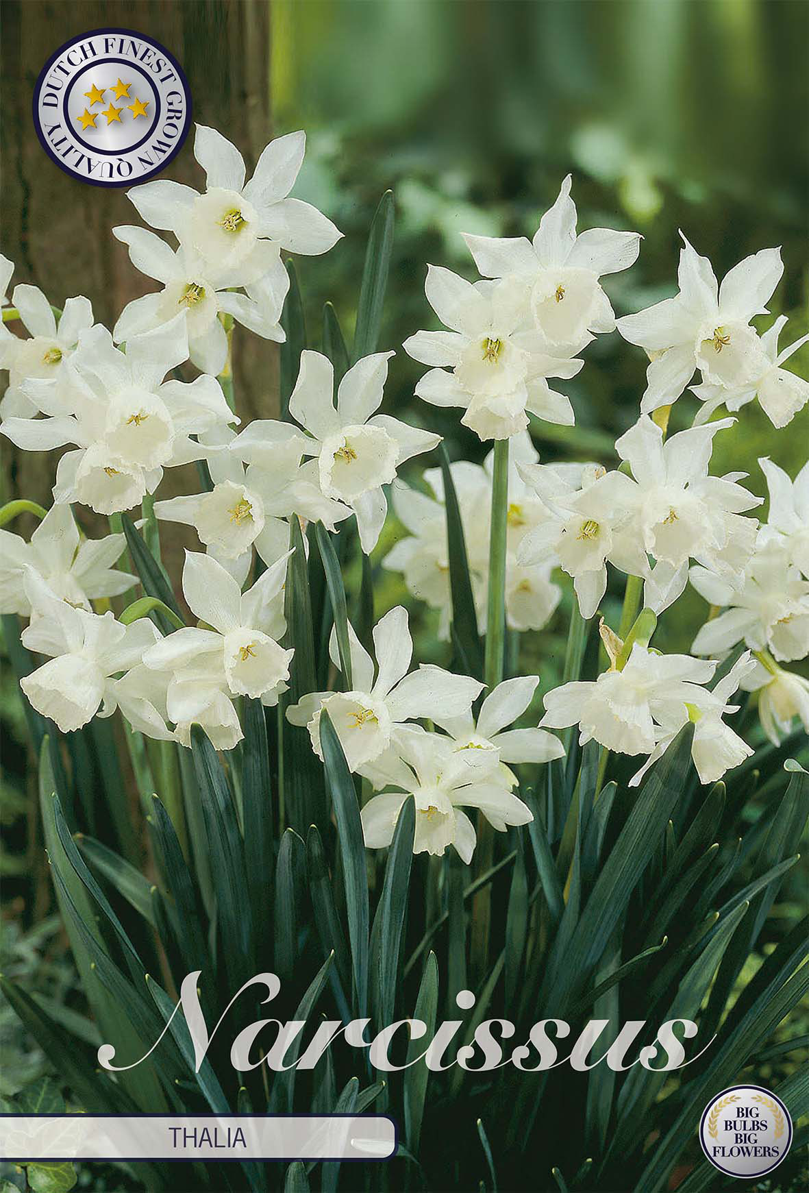 Narcissus (Tr) 'Thalia'
