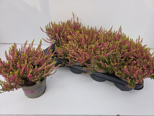 Callu Ga G Go Angie 12Ø 20cm