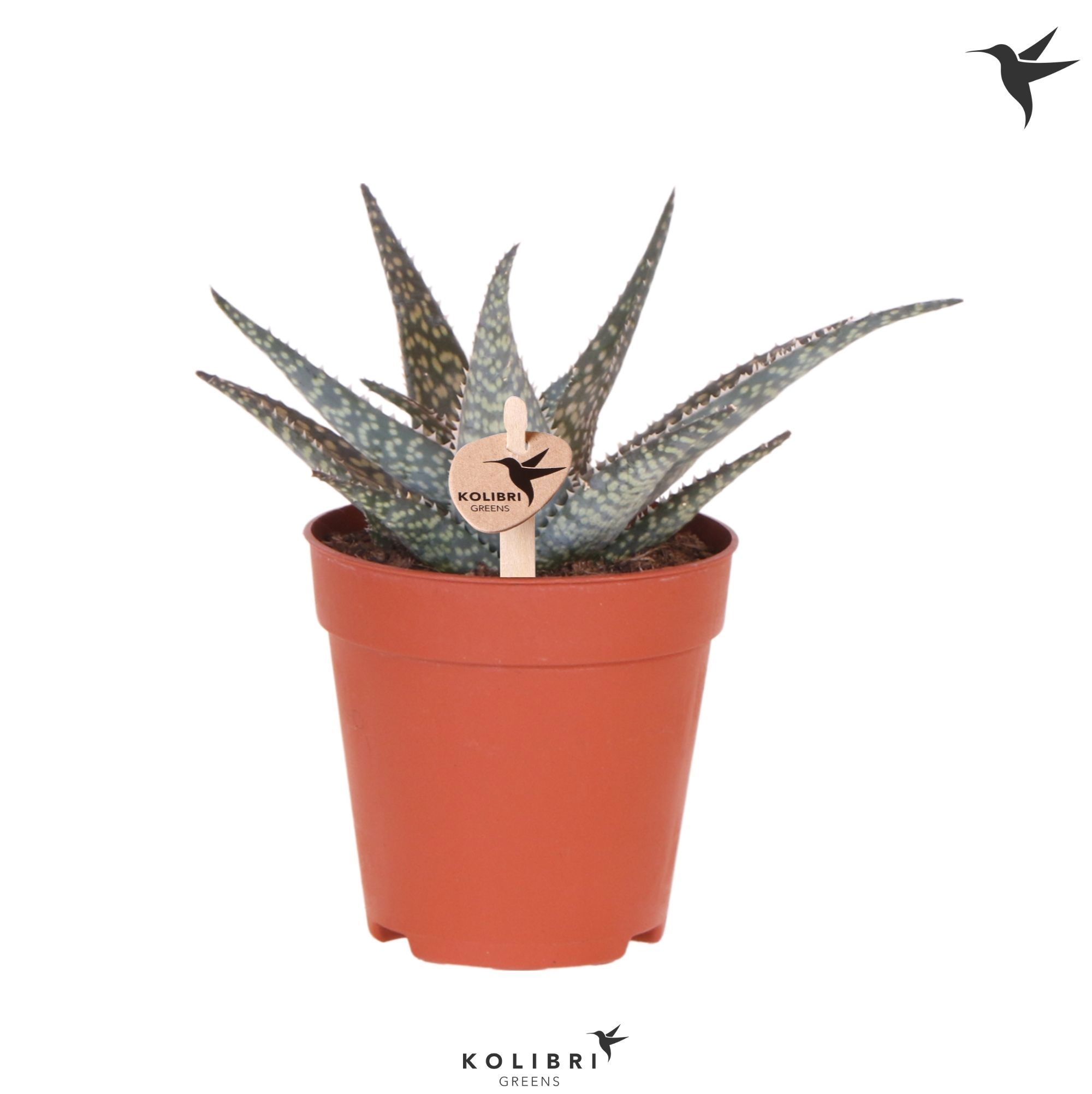 Aloe Kolibri Greens Succulenten Aloë Lakota