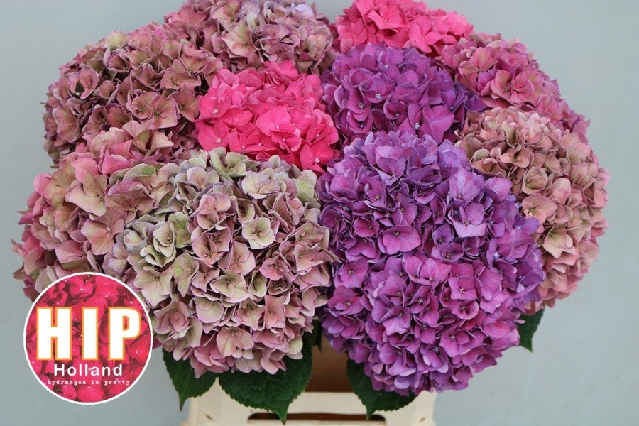 Hydrangea Rodeo Classic Pink 60cm 20Ø