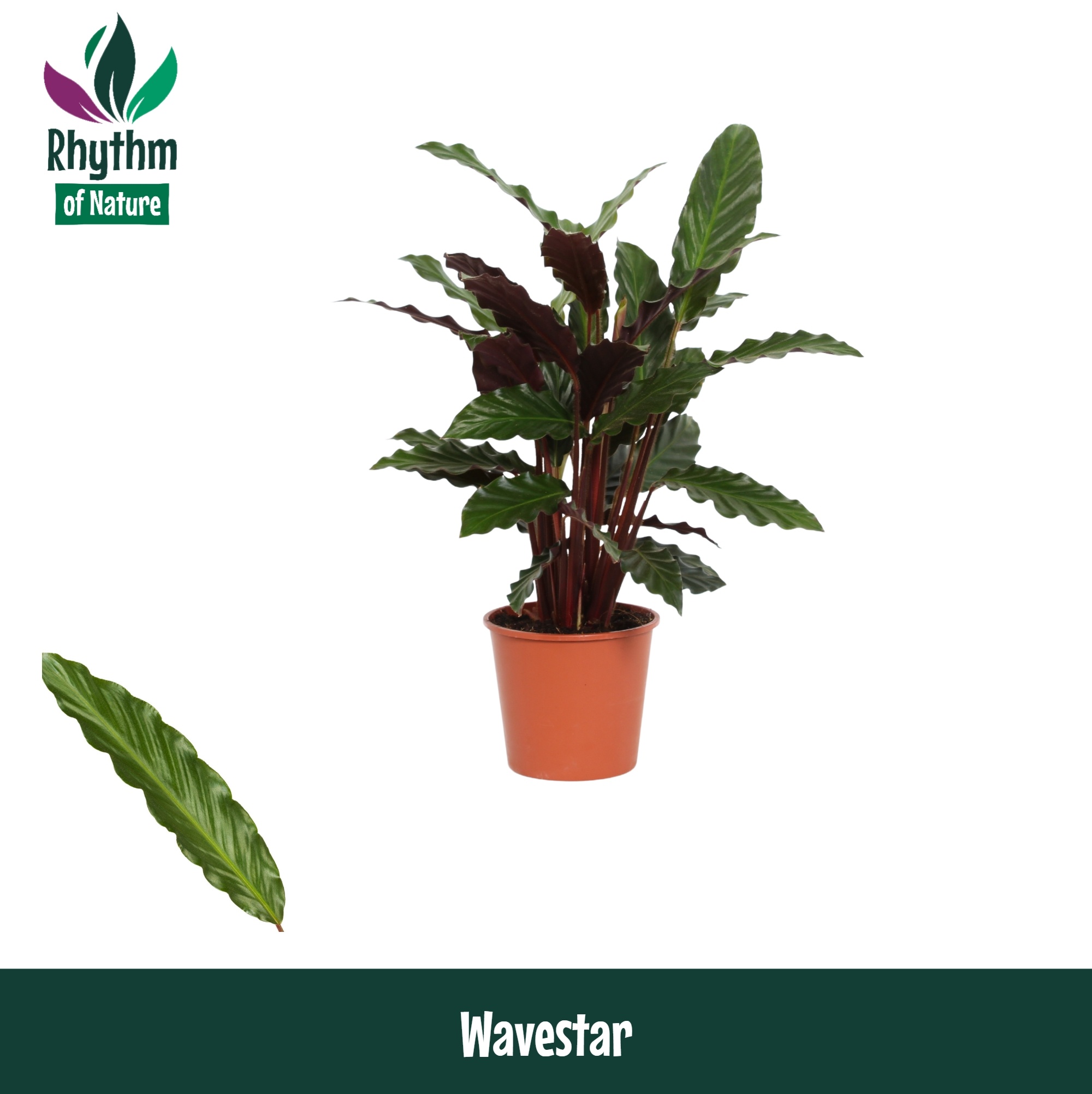Calathea rufibarba 'Wavestar' | Hamiplant