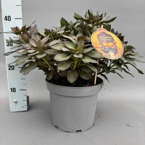 Alstroemeria  'Indian Summer' p23 Viss