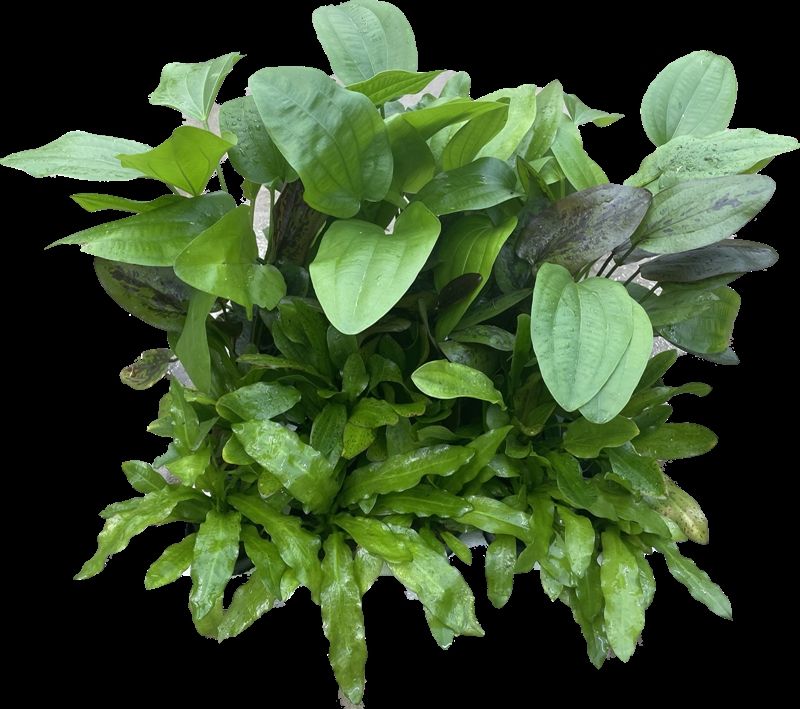 Echinodorus Pakket 8: met echinodorus