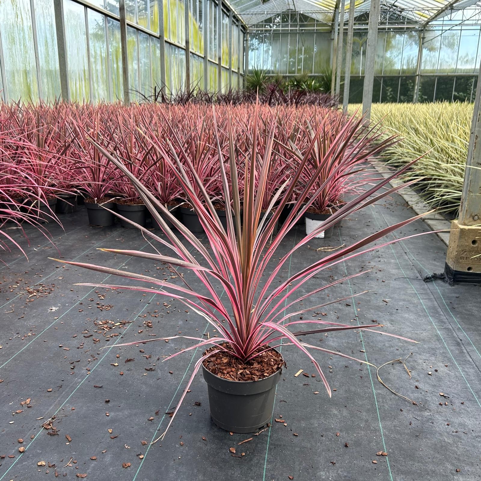 Picture of Cordyline australis 'Pink Southern Splendour'