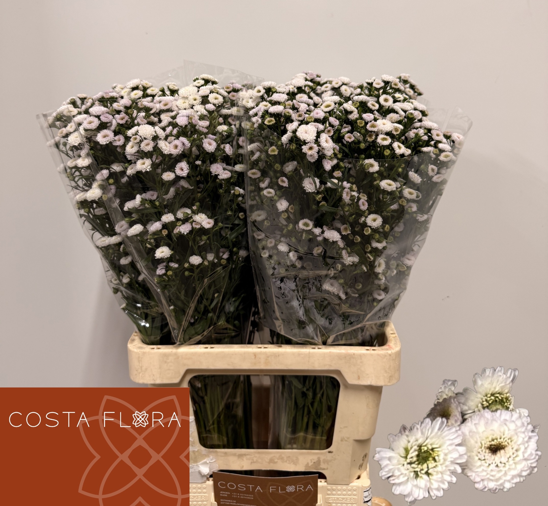 Aster Pompon 70cm 25gram