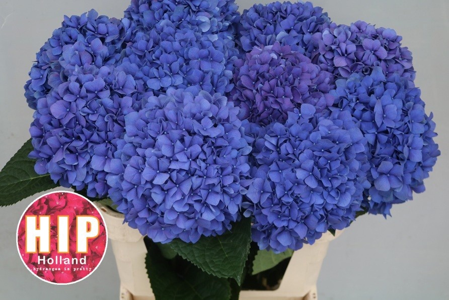 Hydrangea Pimpernel 100cm 22Ø