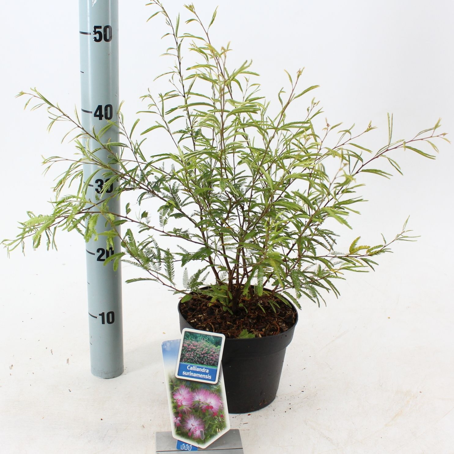 Picture of Calliandra surinamensis 'Dixie Pink'