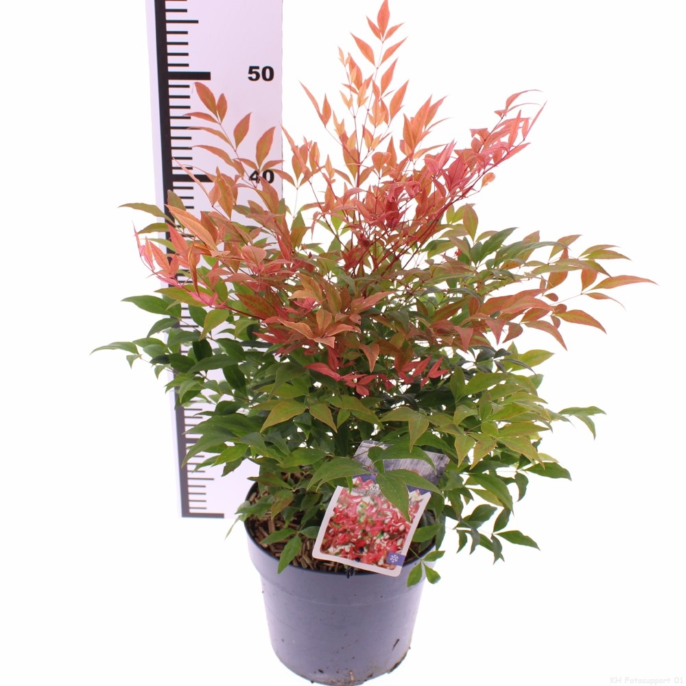 Picture of Nandina domestica 'Gulfstream'