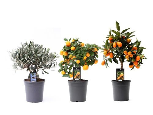 Mediterrane Mix 4 Srt.p15 Jongerl
