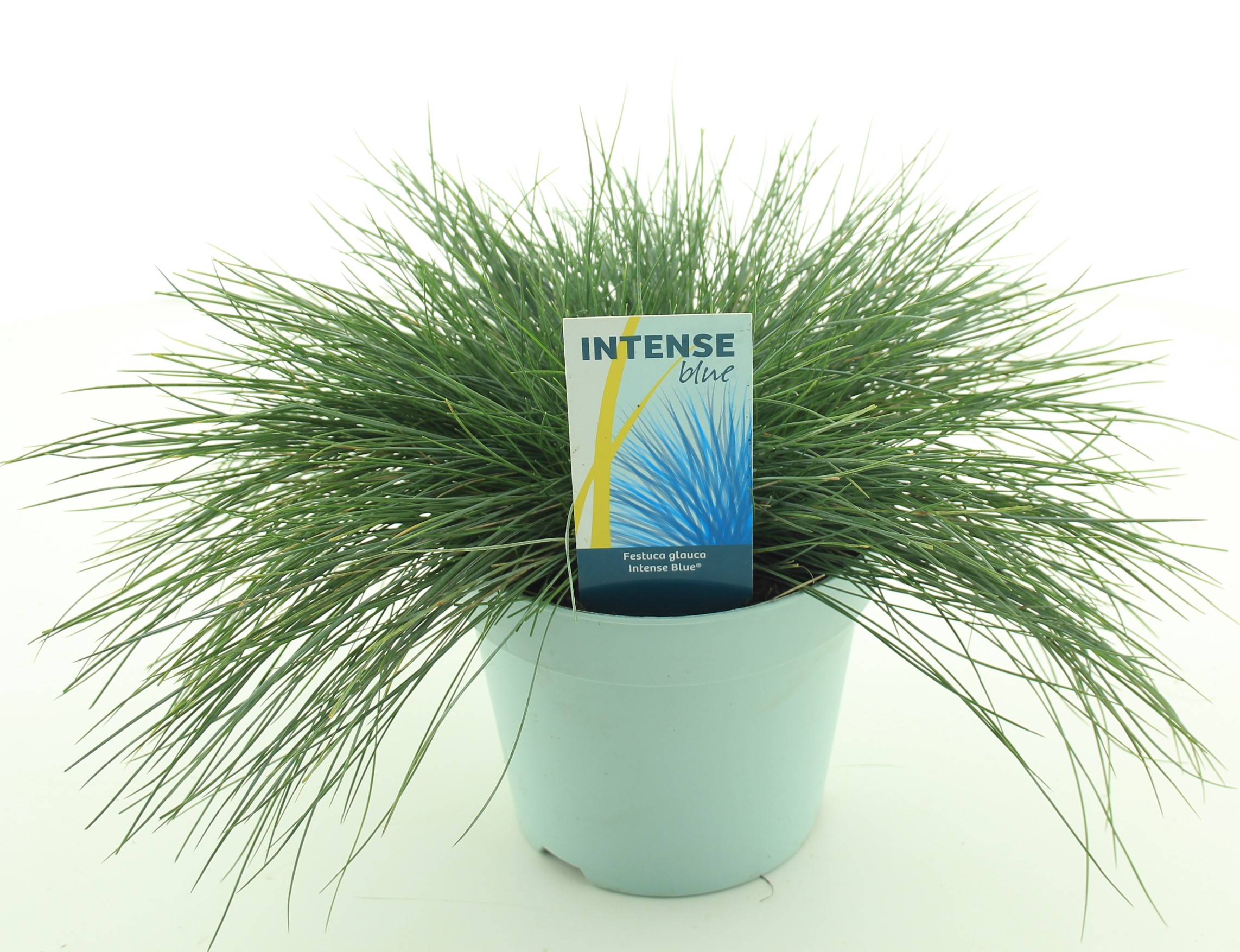 Picture of Festuca glauca Intense Blue®