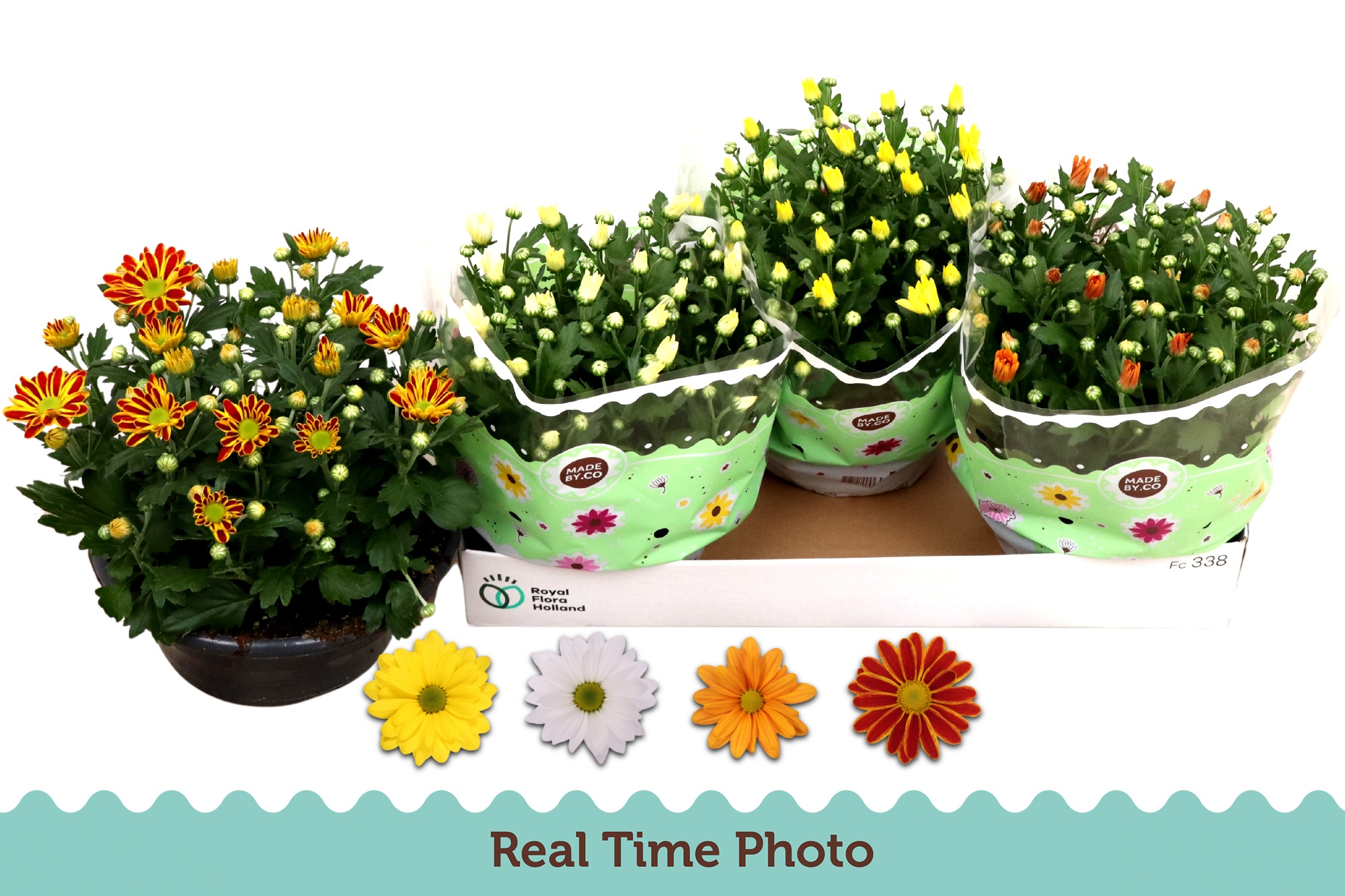 Chr Gemengd 4 Kleur 23Ø 27cm
