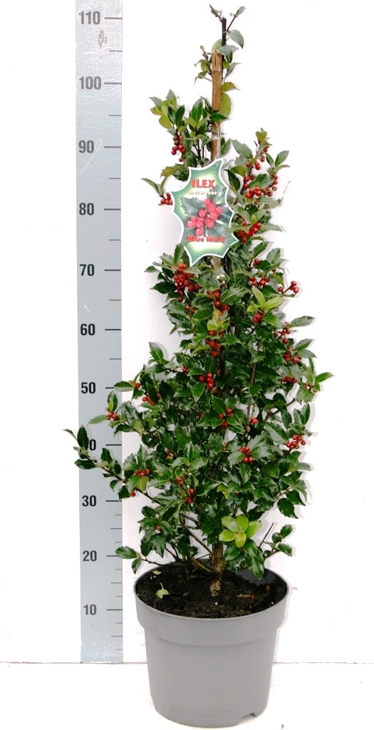 Picture of Ilex mes. Blue Maid P28-(10Ltr) 90CM PYR/POTTED (LOOSE)