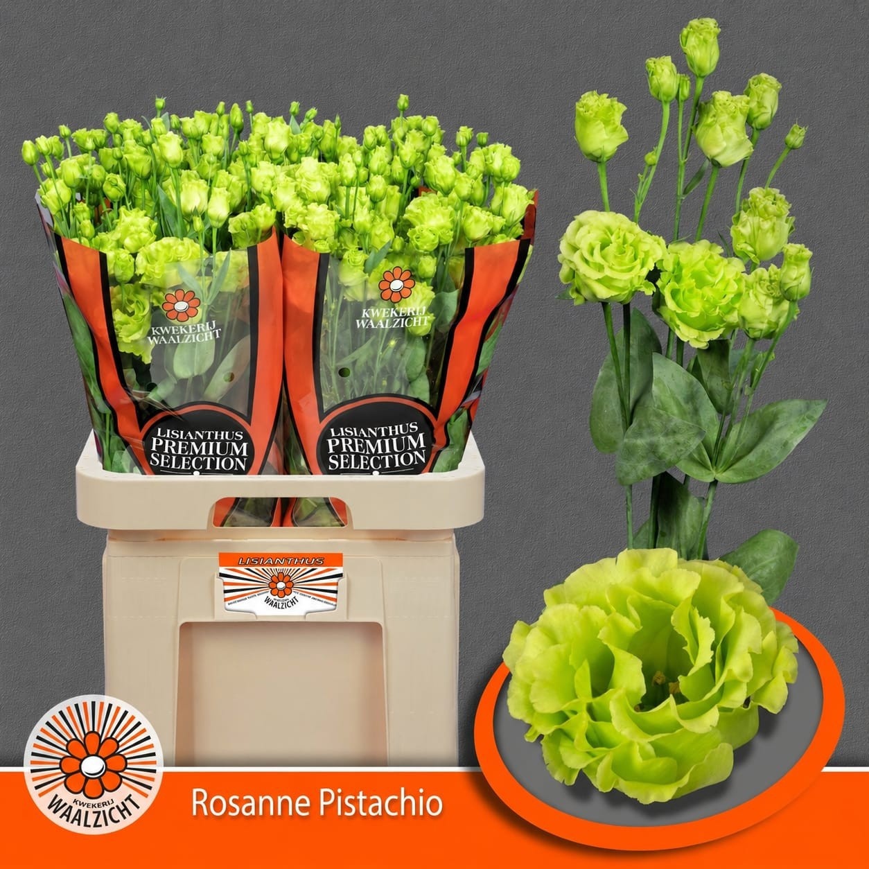 Eus G Ros Pistachio 70cm