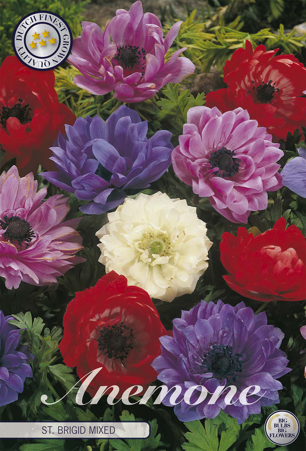 Anemone Coronaria St. Brigid Mixed x20 5/6