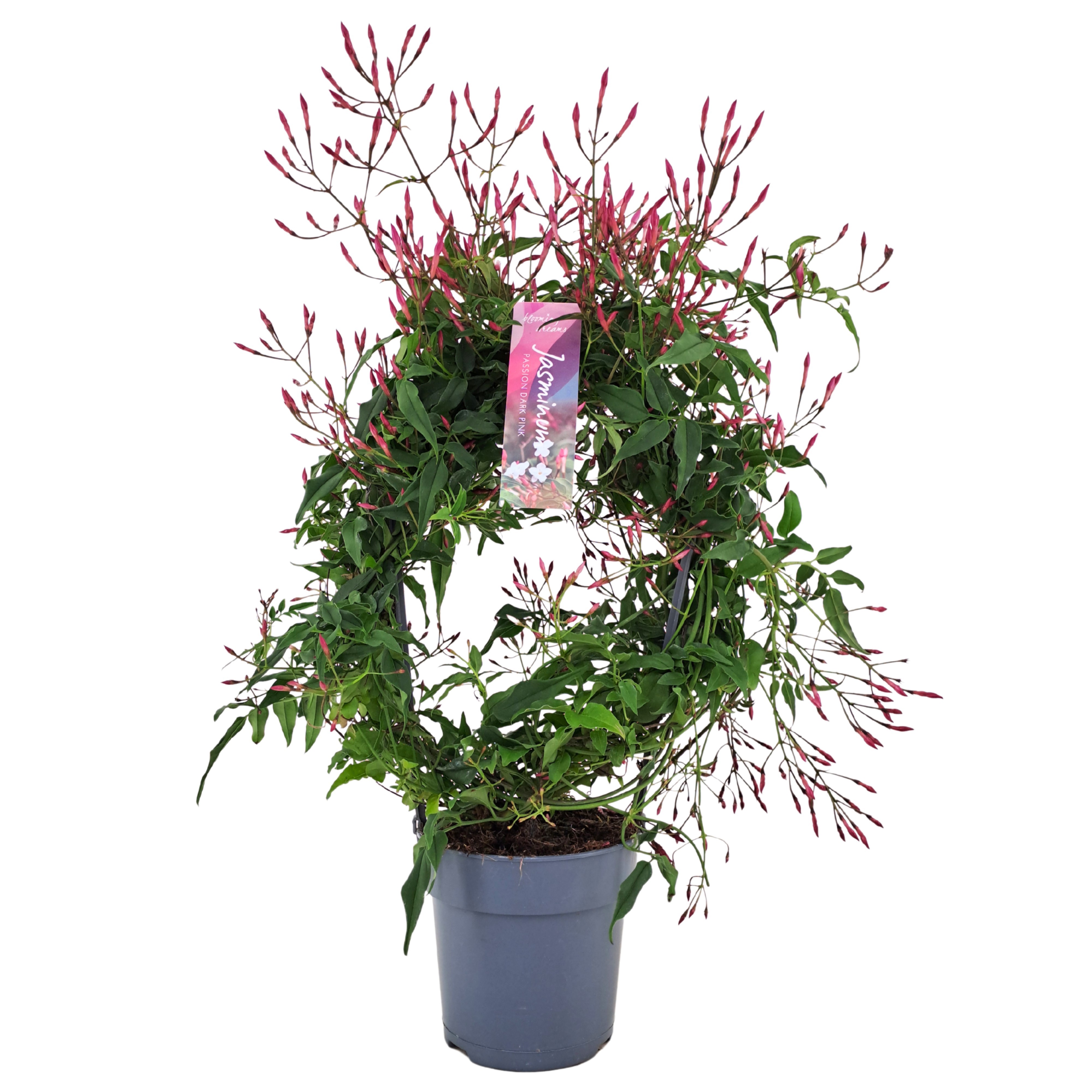Jasminum Passion Dark Pink boog 300 knop (Jasmijn)