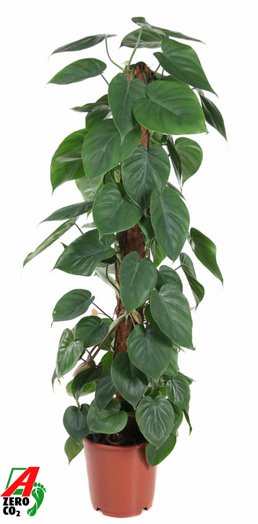 Picture of Philodendron Scandens Moss Stick P24 120CM (LOOSE)