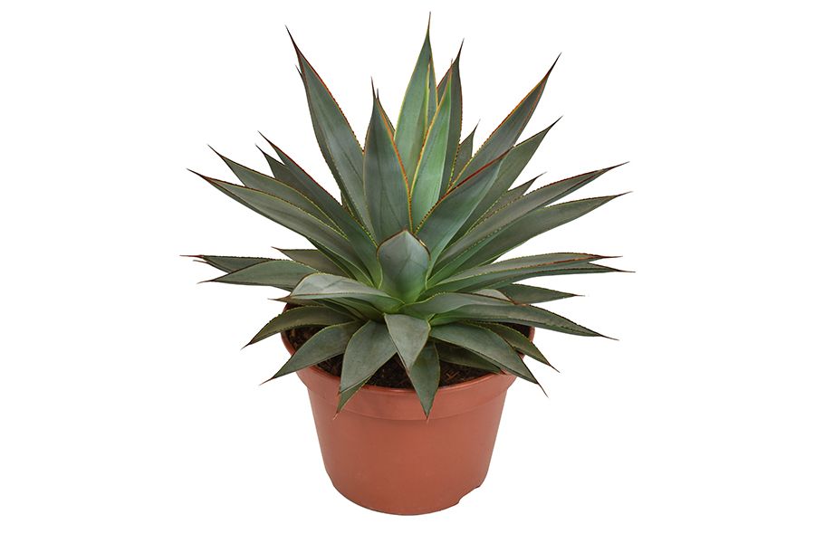 Agave 'Shaka Koko' | OZ Planten