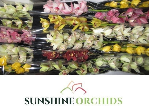 Cymbidium Asst Mini 50cm