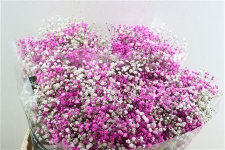 Gypsophila Painted 80cm 40gram