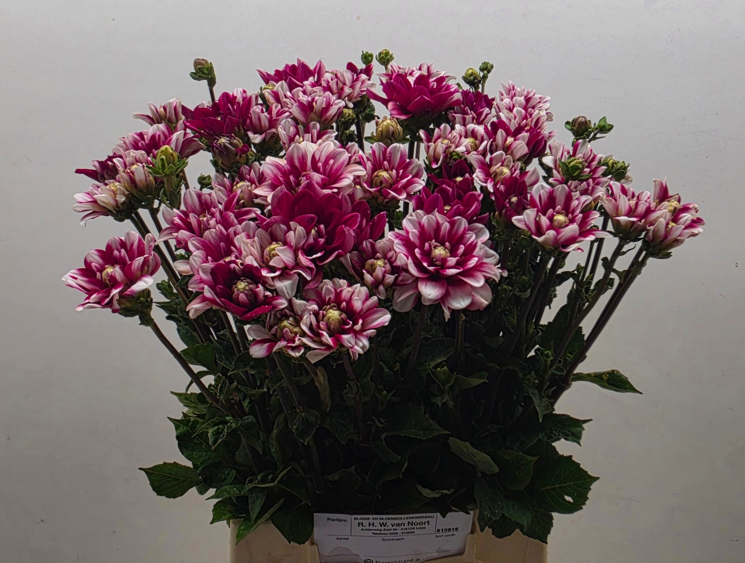 Dahlia Nagano 50cm