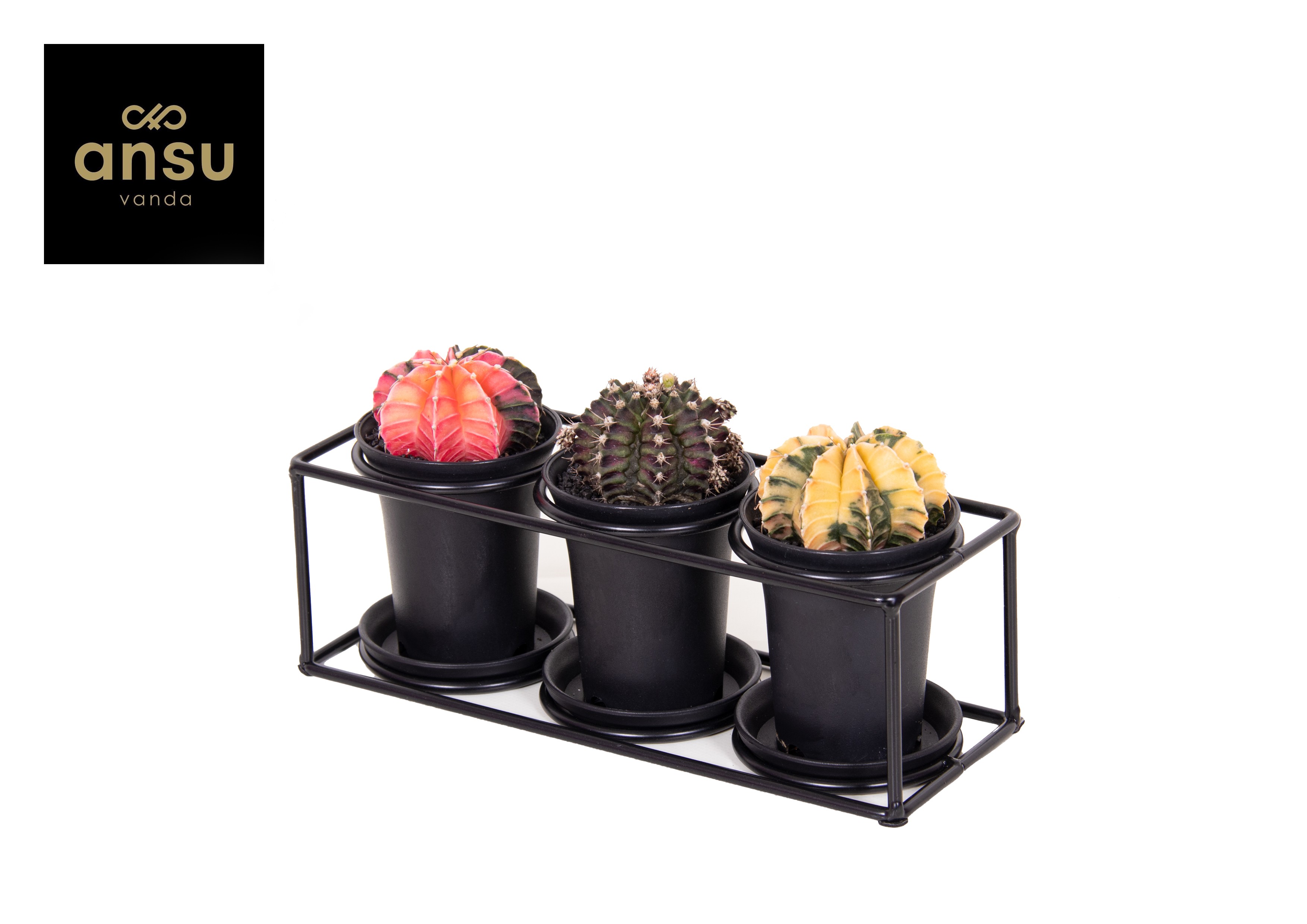 Picture of Cactus trio in design frame P25 12CM