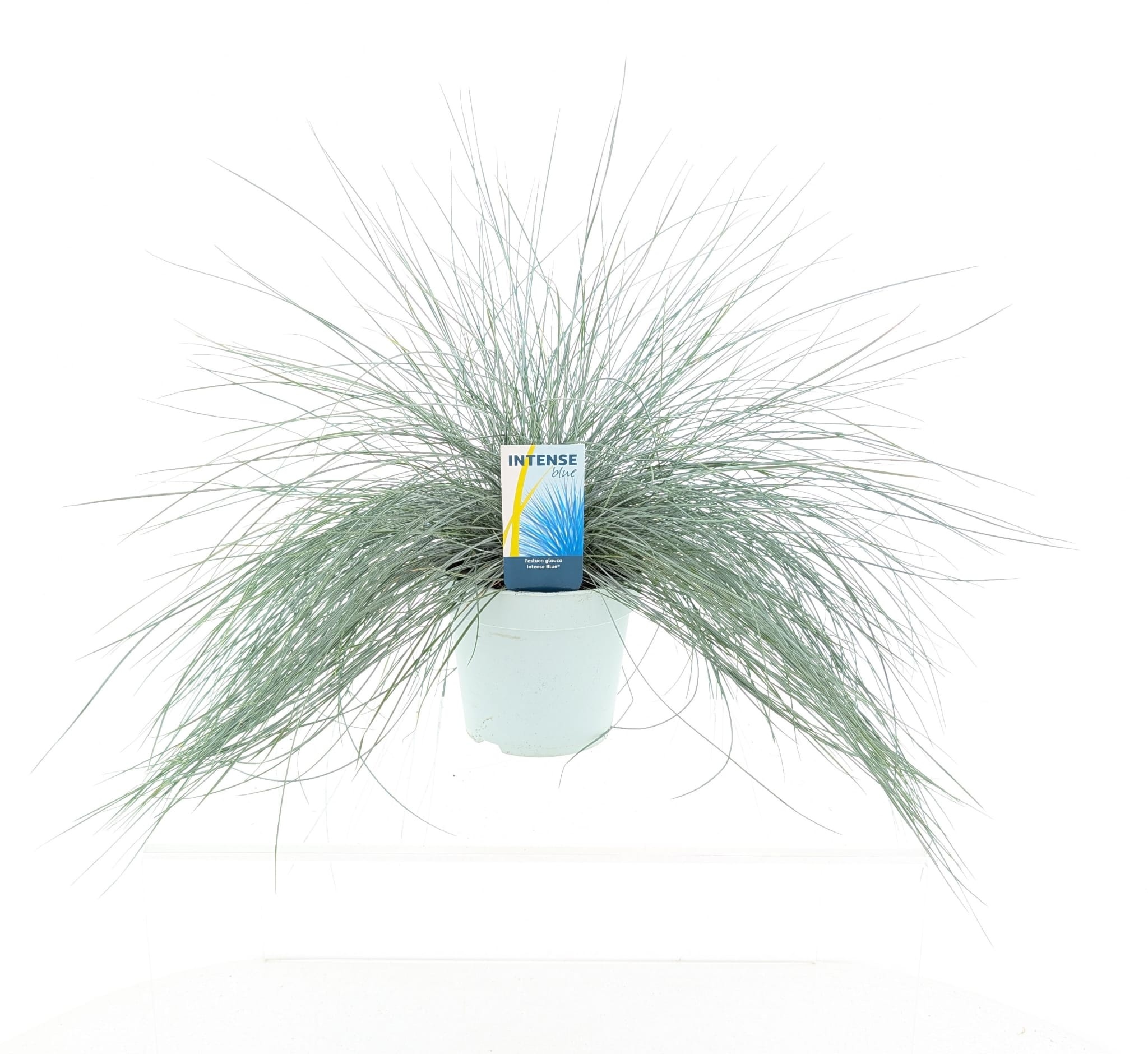 Picture of Festuca glauca Intense Blue®