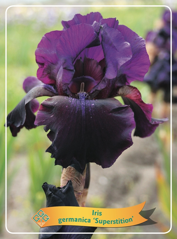 Picture of Iris germanica Mix 6x10 srt. per shelve P11