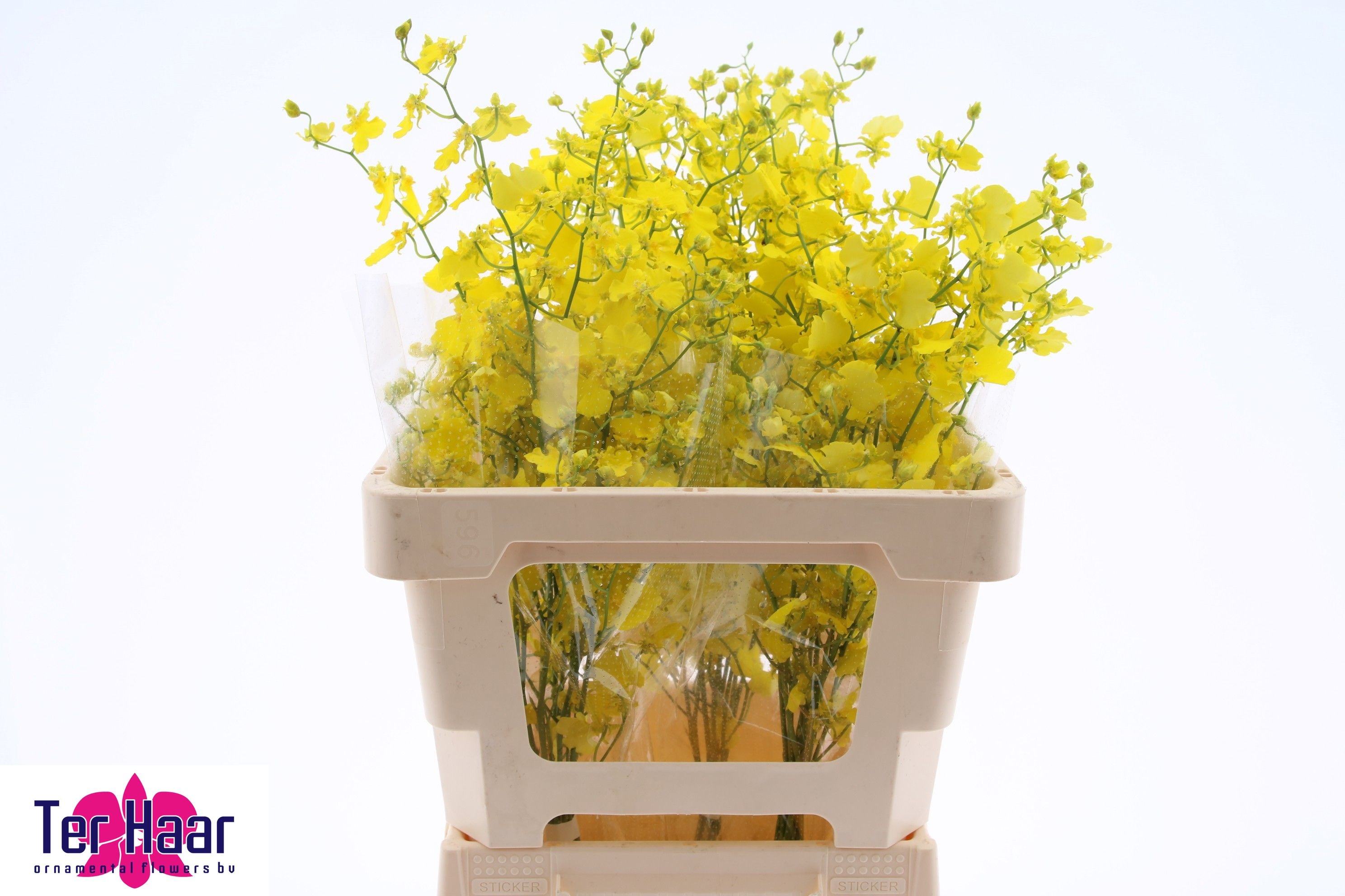 Oncidium Yellow 70cm