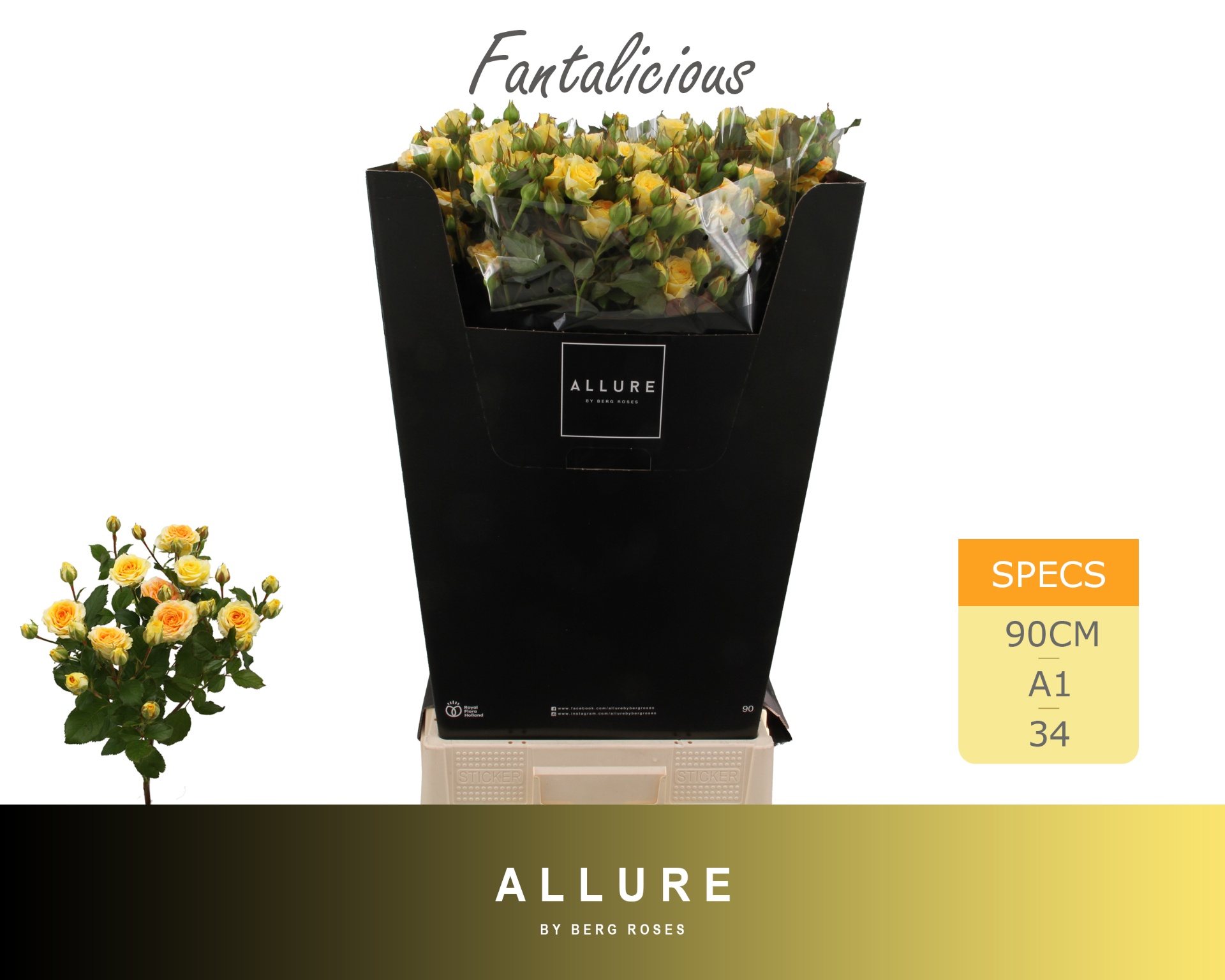 R Tr Fantalicious 90cm