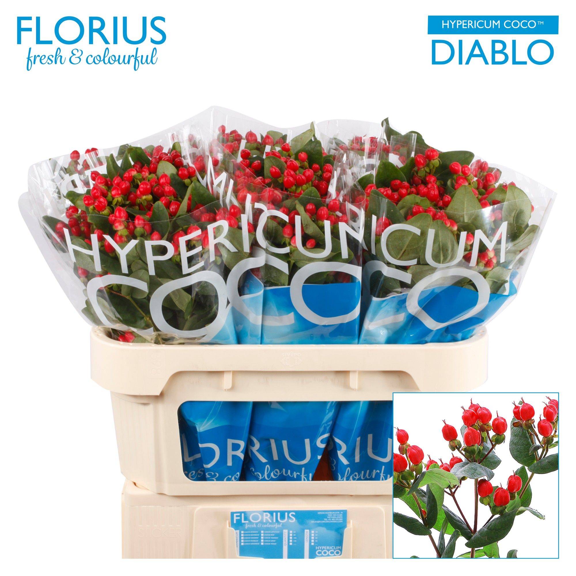 Hyp Coco Diablo