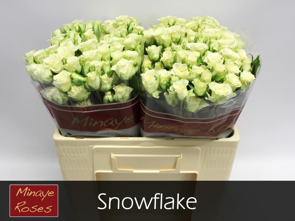 Rosa Spr Snowflake 50cm