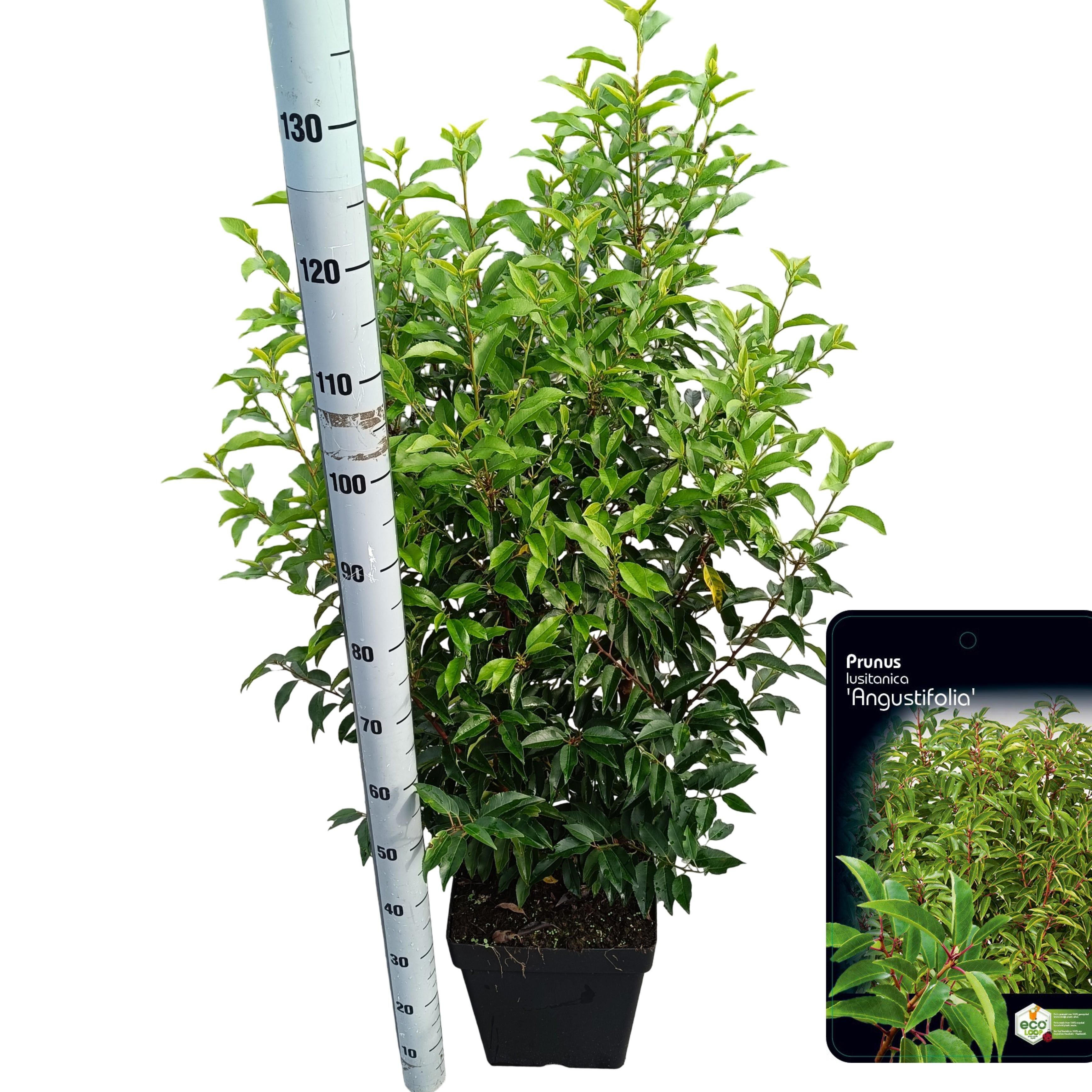 Picture of Prunus lusitanica 'Angustifolia' C15