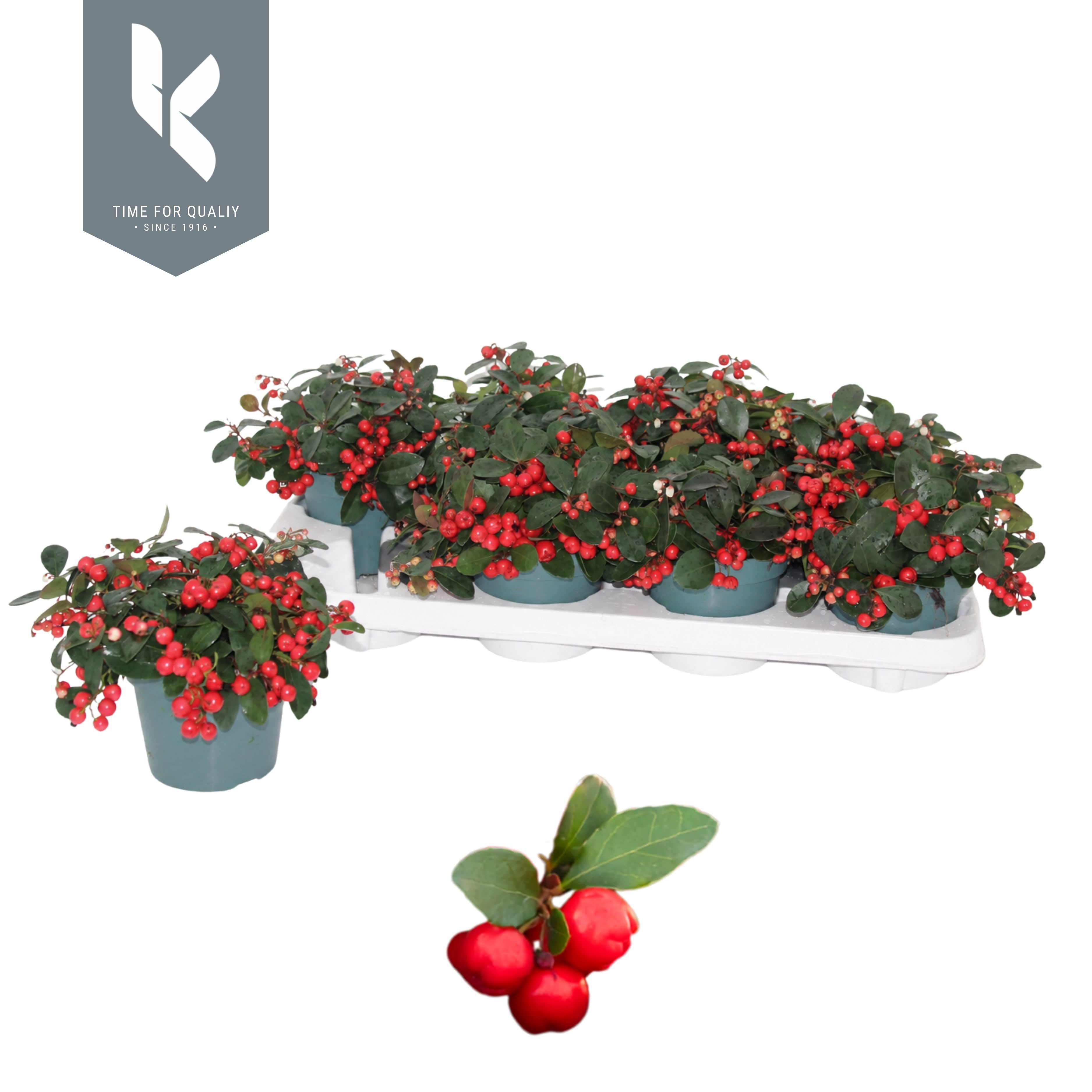 Gaultheria Ciao Bella Red