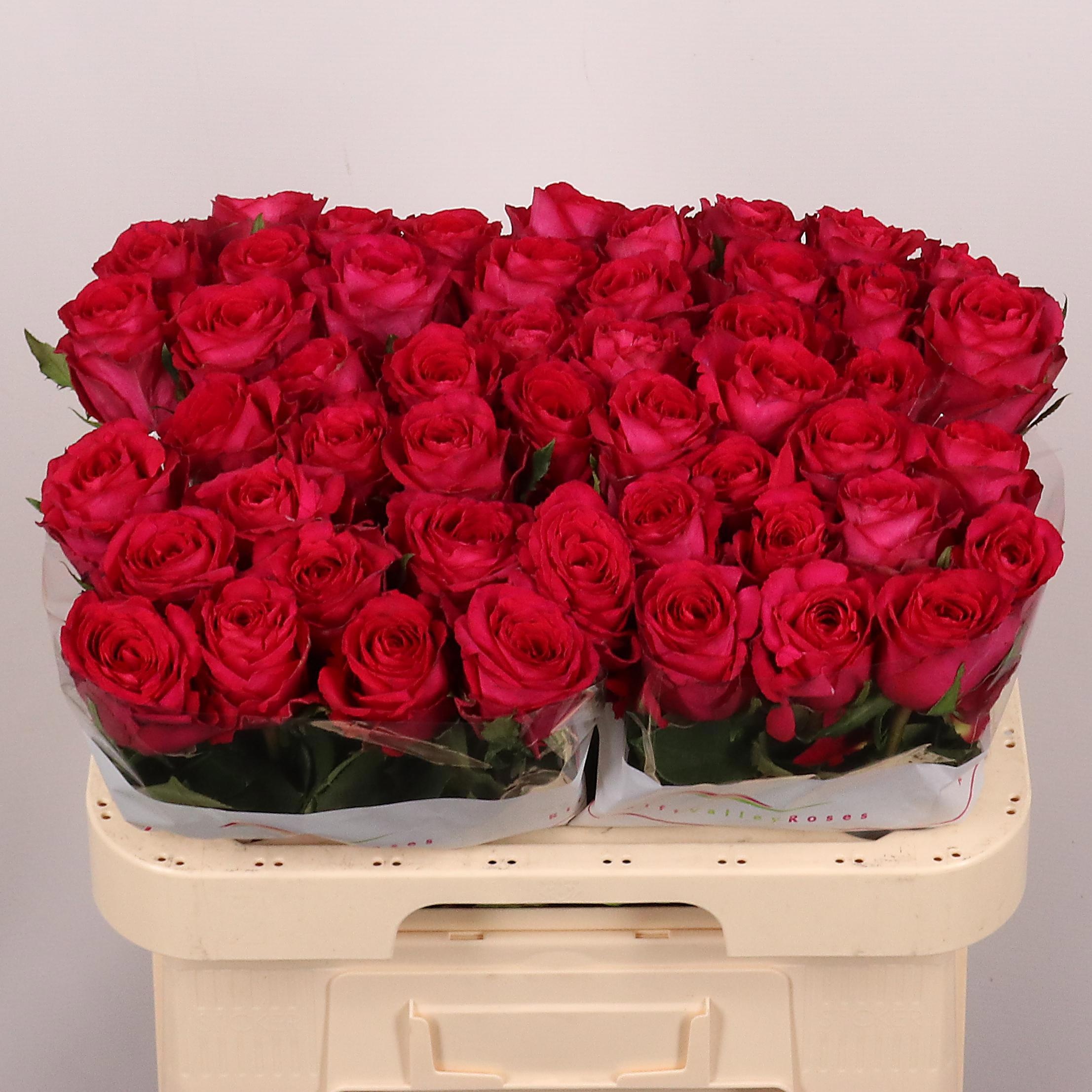 R Gr Madam Cerise