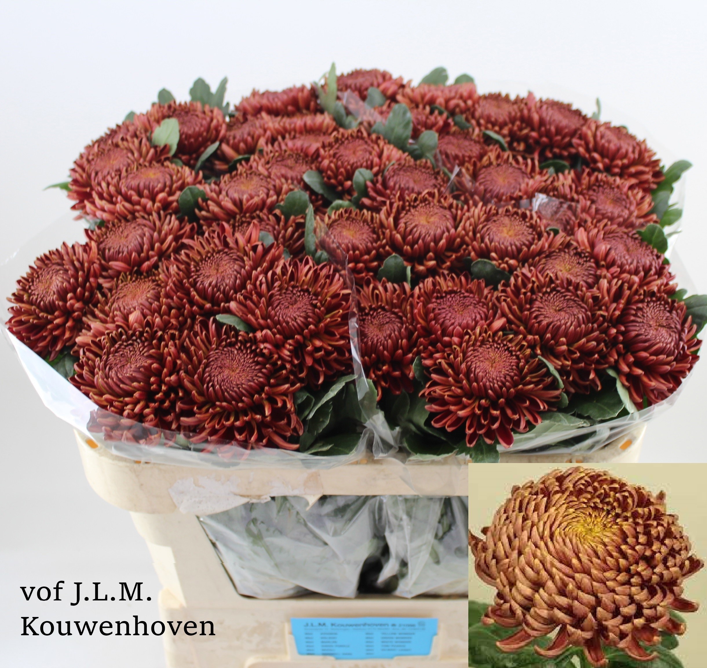 Chr G Bigoudi Bronze 70cm 110gram