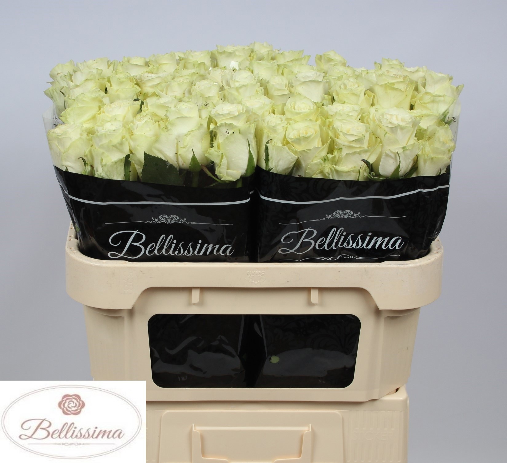 Rosa Mia 70cm