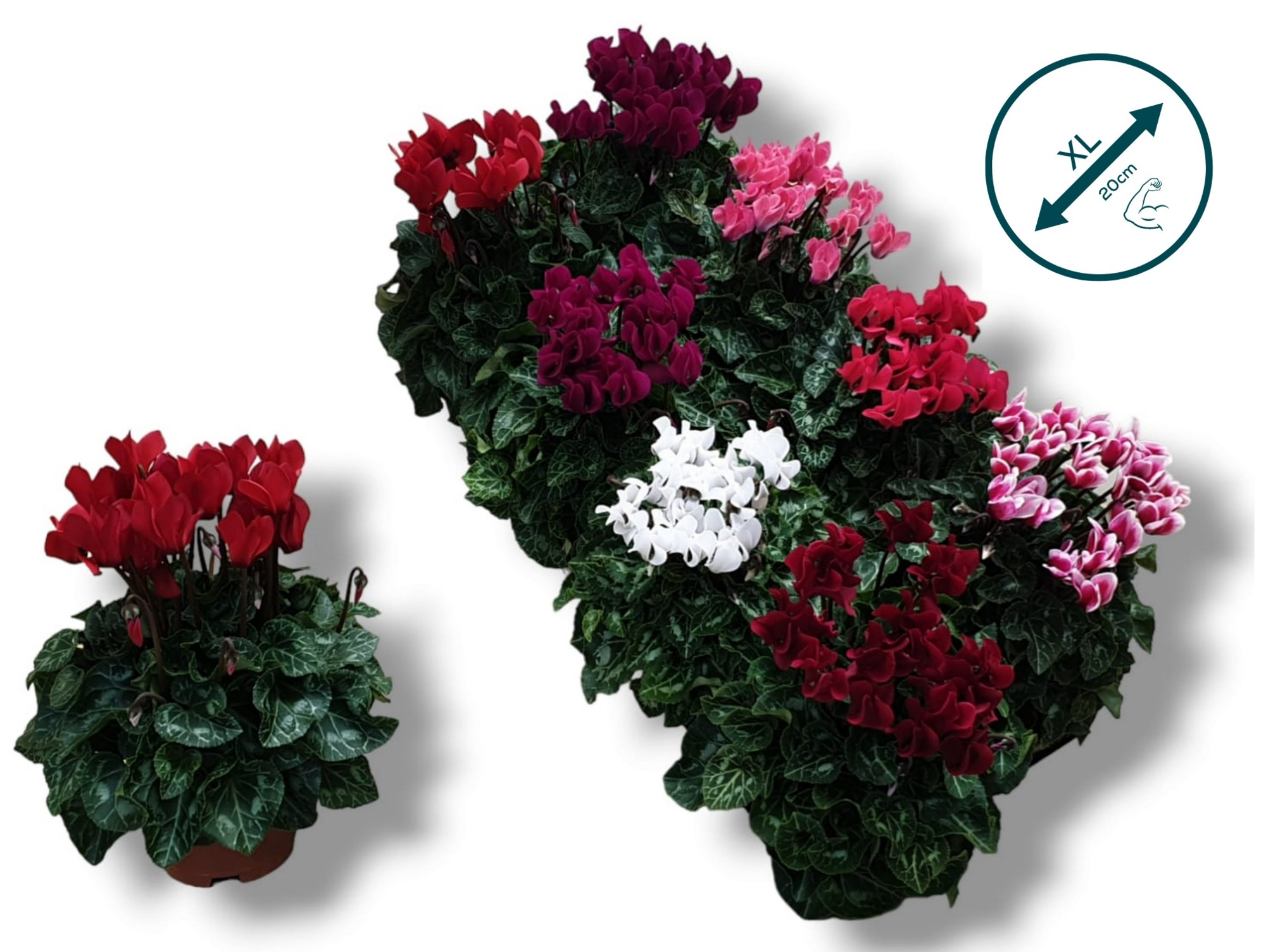 Picture of Cyclamen-COMPACT EURODAN P10.5 25CM