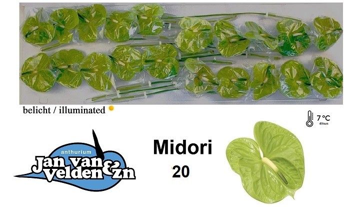 Anth A Midori