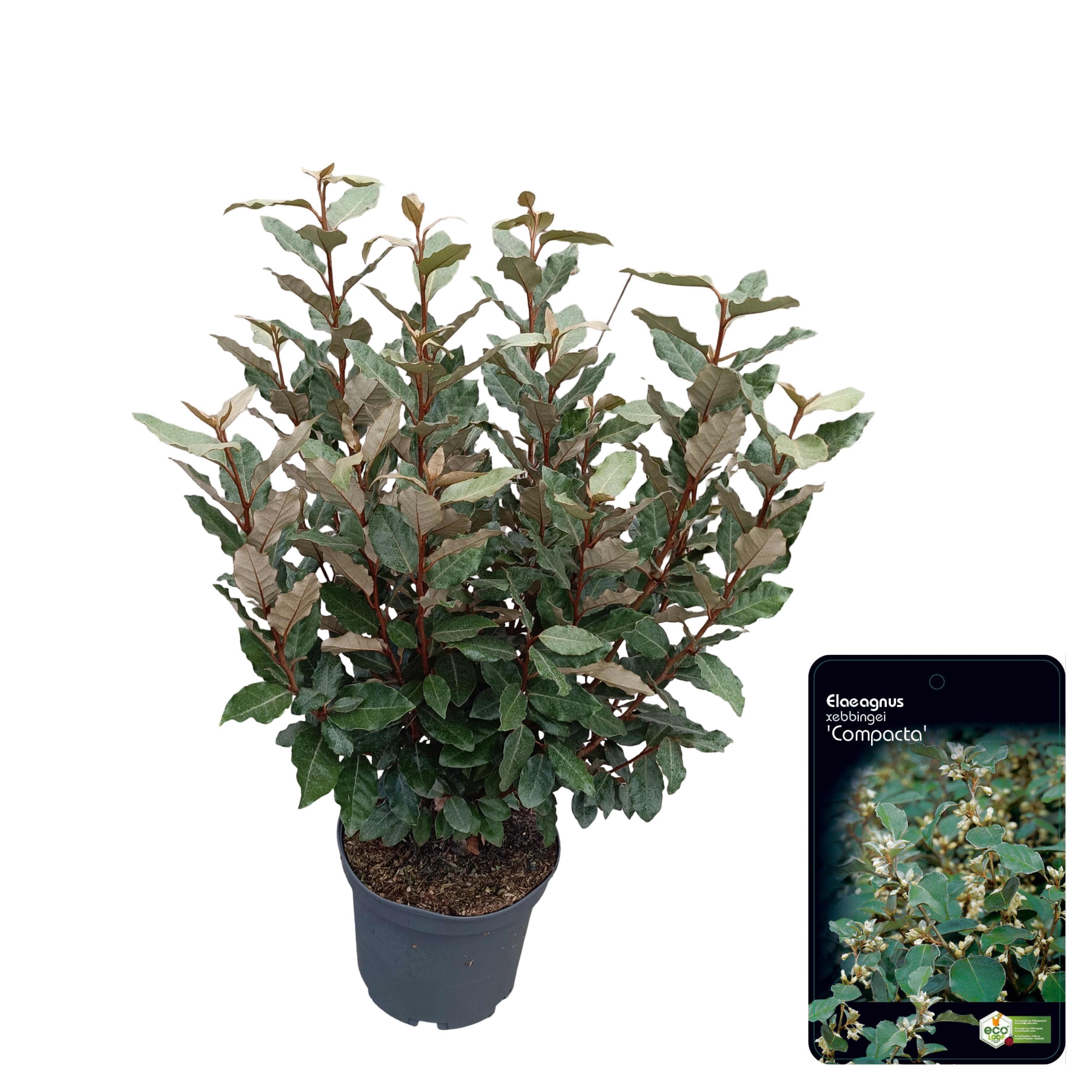 Picture of Elaeagnus ebbingei 'Compacta' C5