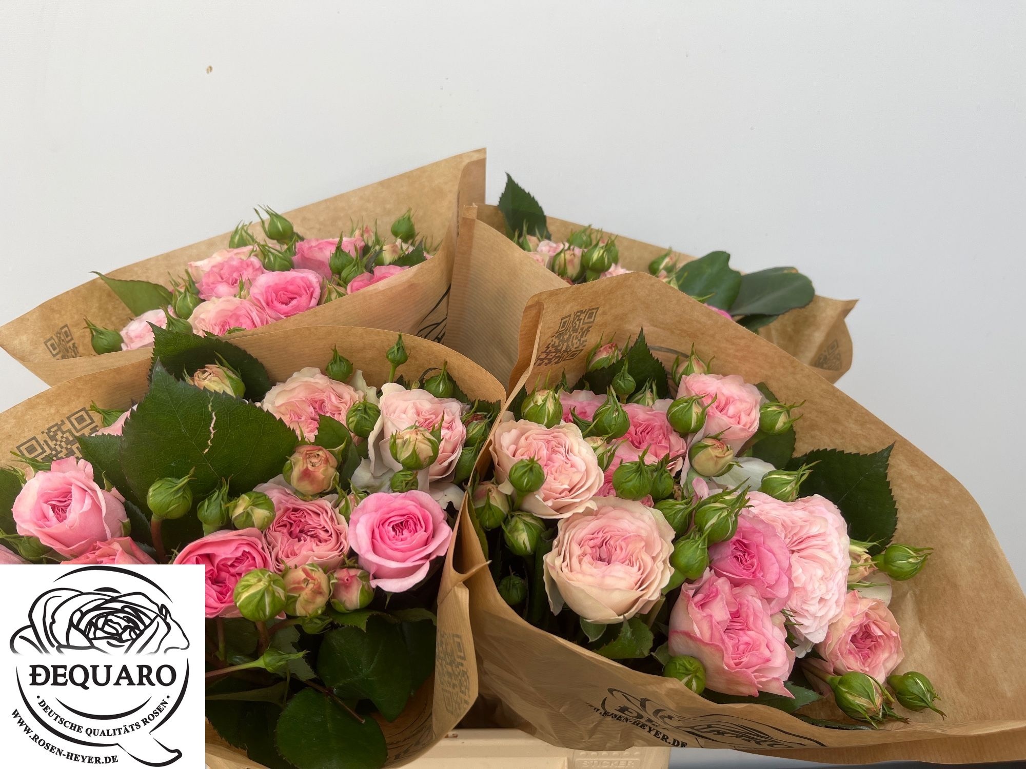 Rosa Spr Mariatheresia 40cm