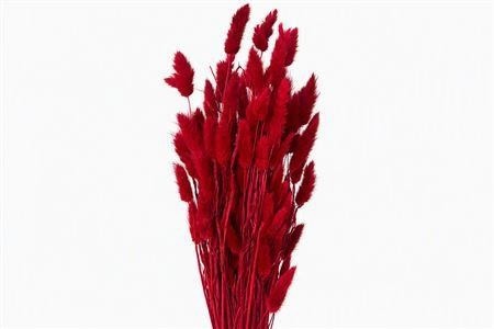 Dried/preserved Flowers Misc 60cm 100gram