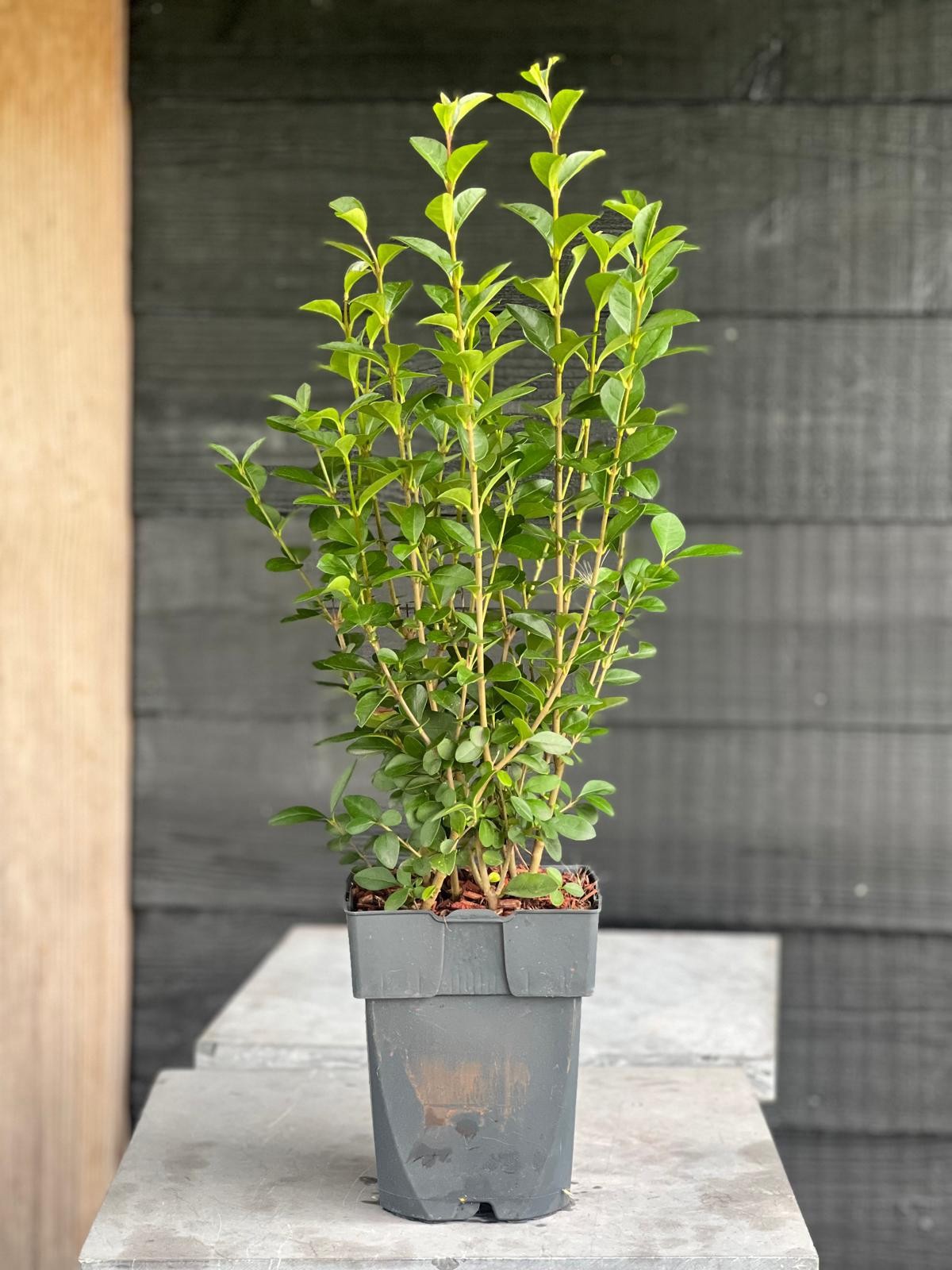 Ligustrum ovalifolium