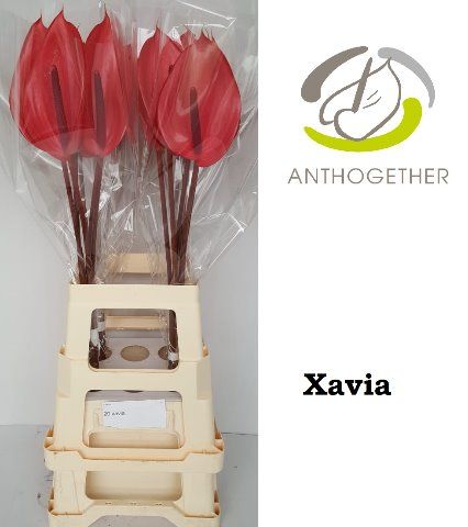Anth A Xavia