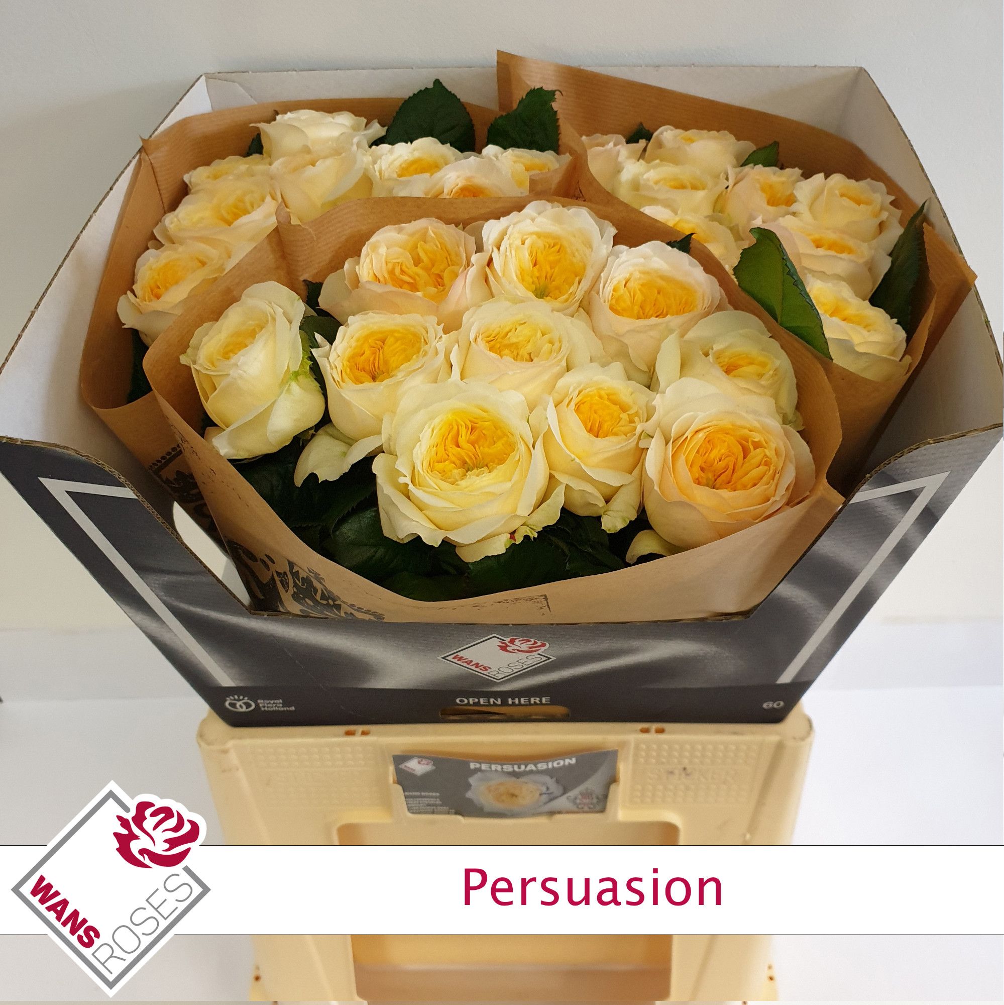 Rosa Garden Persuasion 60cm