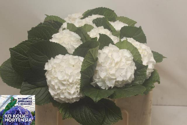 Hydrangea Allure 50cm 14Ø