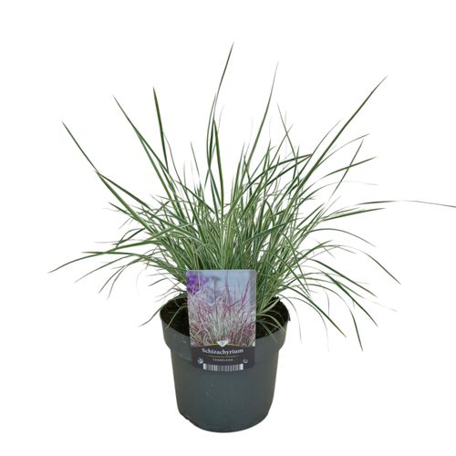 Schizachyrium Chameleon p17 Florizon