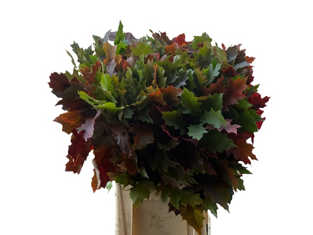 Quercus Rubra 80cm